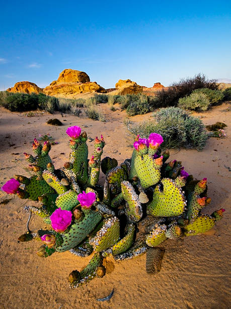 кактус в bloom - nevada desert landscape cactus стоковые фото и изображения