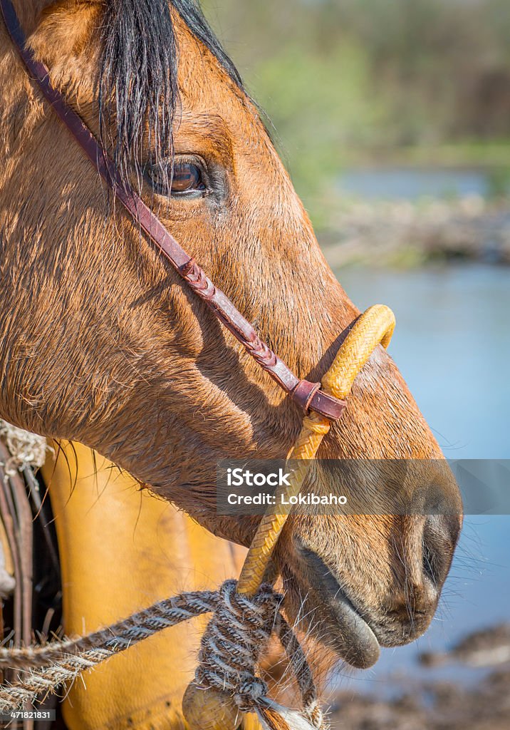 Cabeça de Cavalo - Royalty-free Animal Foto de stock