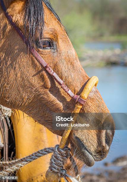 Cabeça De Cavalo - Fotografias de stock e mais imagens de Animal - Animal, Animal Doméstico, Ao Ar Livre