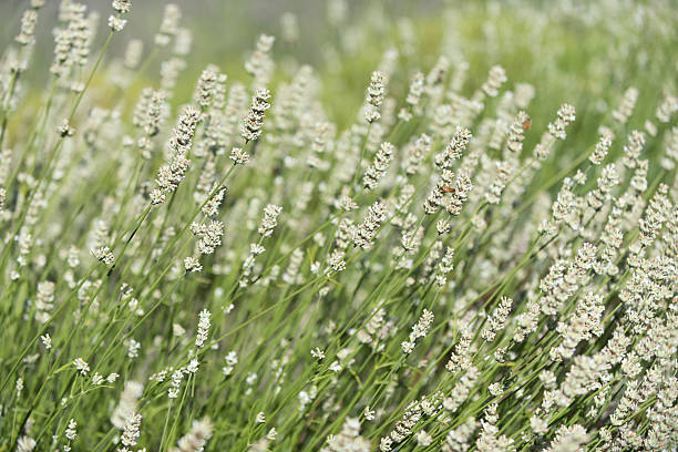 White Lavender Field stock photo