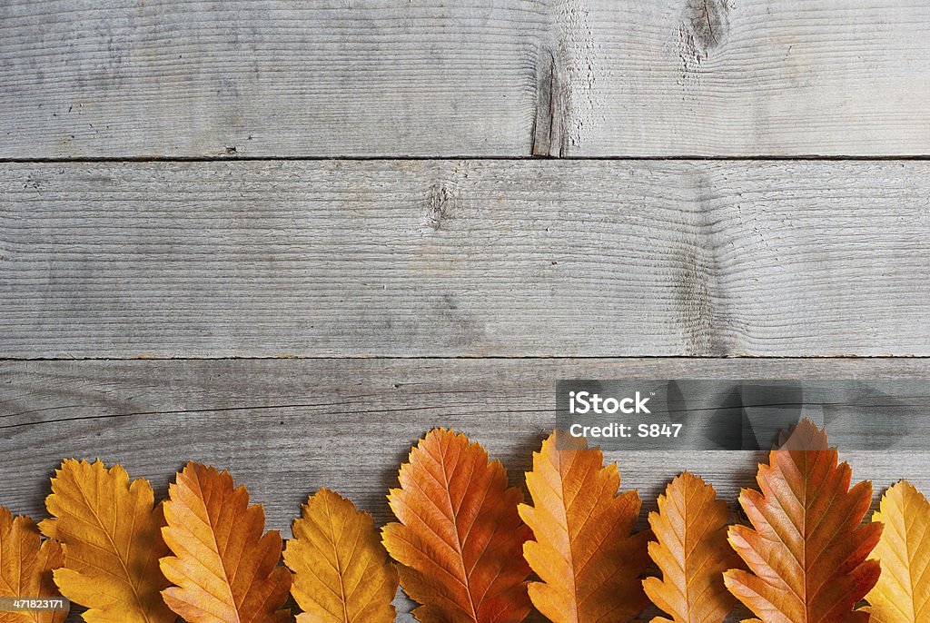 Autunno sfondo - Foto stock royalty-free di Appassito