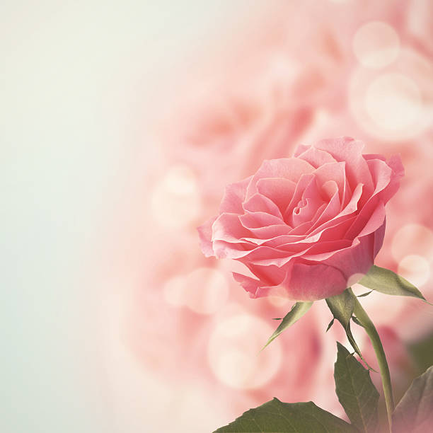 istock Beautiful Pink Rose. Retro style toned. 471823302
