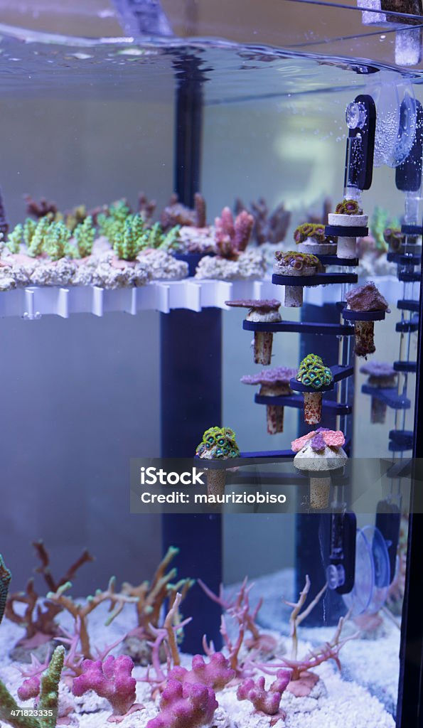 aquarium coraux vendeur - Photo de Affaires libre de droits