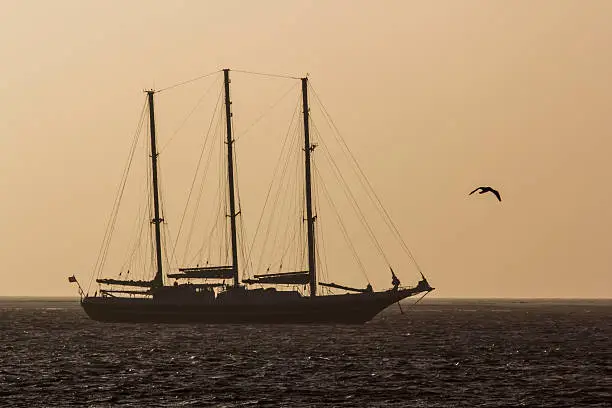 This tallship was sailing on a calm sea at sunrise off the East coast of the UK. The ship and a passing seagull are silhouetted against a golden sky. The picture has a romantic feel with holiday connotations and the plain background allows for heading text.