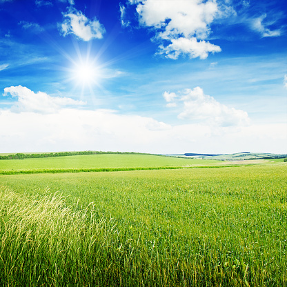 Green grass field against blue sky with copy space.