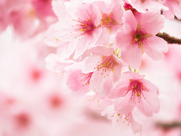 istock Full blooming of cherry flowers in a sunny spring day 471823792