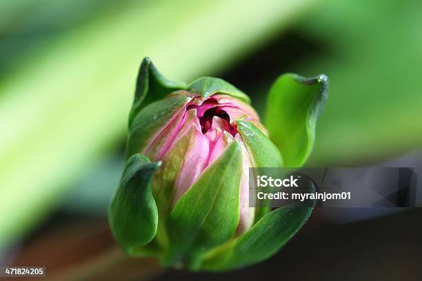 Loto Bloom - Fotografie stock e altre immagini di Bellezza - Bellezza, Bellezza naturale, Botanica