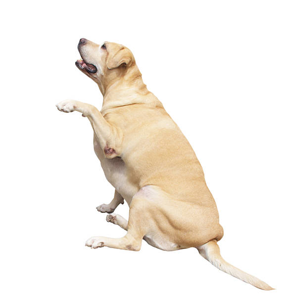 istock Fat Labrador Retriever, 7 years old, sitting on white background 471824553
