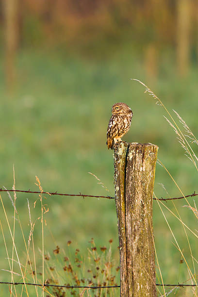 istock Little owl in morning light, remote area ambiance 471824555