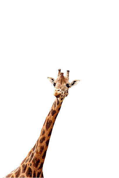 Girafa - fotografia de stock