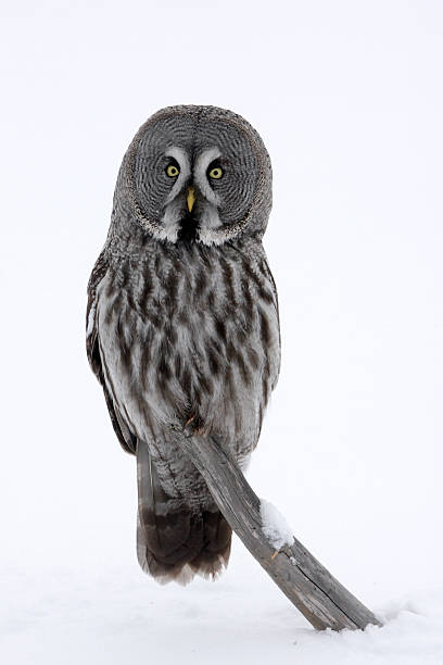 istock Great-grey owl, Strix nebulosa 471824781