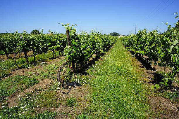 French Vineyard in Charente stock photo