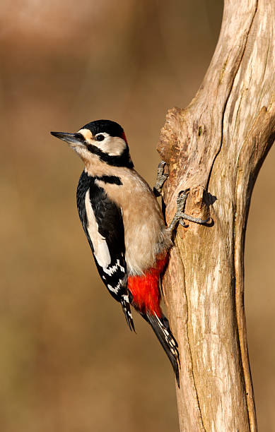 istock Great-spotted woodpecker, Dendrocopos major 471824837