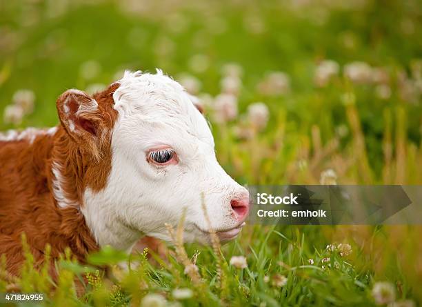 Newborn Calf Hereford Foto de stock y más banco de imágenes de Aire libre - Aire libre, Animal, Animal doméstico