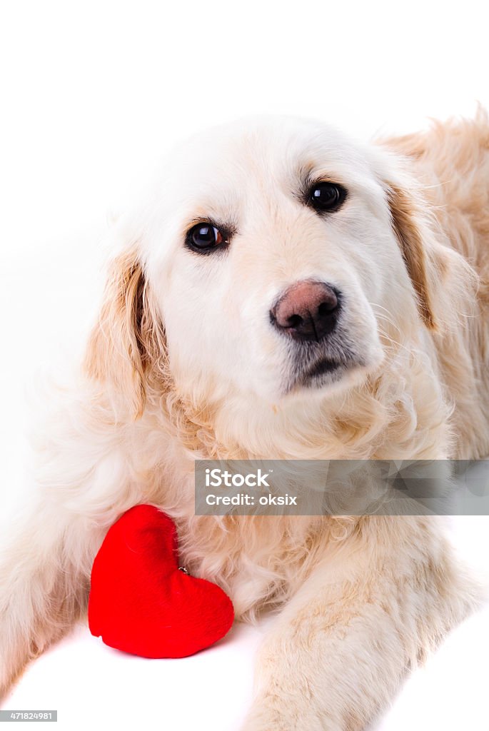 Labrador dorado aislado de cachorro - Foto de stock de Labrador - Perro Cobrador libre de derechos