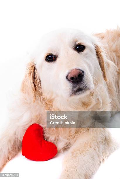 Labrador Dorado Aislado De Cachorro Foto de stock y más banco de imágenes de Labrador - Perro Cobrador - Labrador - Perro Cobrador, Símbolo en forma de corazón, Aburrimiento