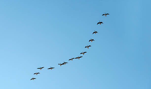istock Geese flying in formation through a blue sky 471825095