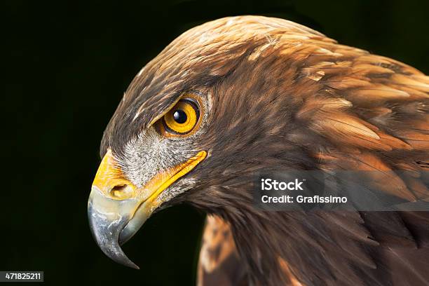 Primer Plano De Águila Al Mar Foto de stock y más banco de imágenes de Agresión - Agresión, Ave de rapiña, Bosque