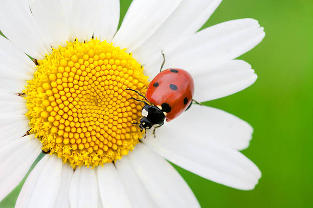 coccinella - ladybug grass leaf close up foto e immagini stock