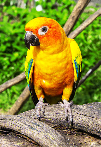 istock Beautiful colorful parrot, Sun Conure (Aratinga solstitialis), g 471825535