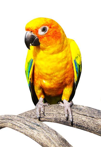 istock Beautiful colorful parrot, Sun Conure (Aratinga solstitialis), g 471825553