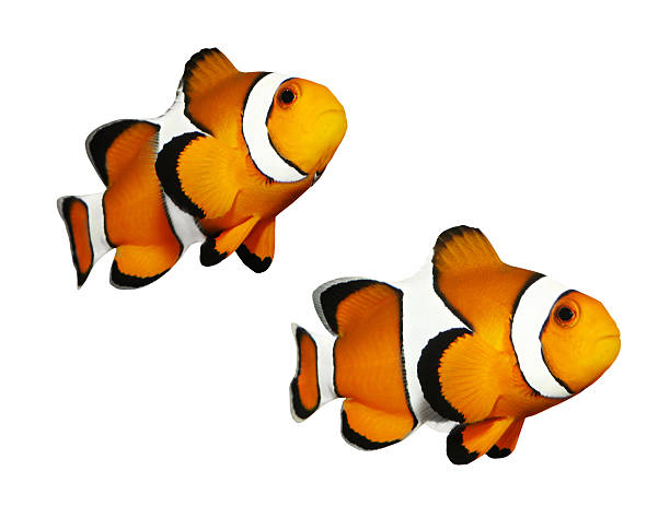 The Clownfish (Amphiprion ocellaris). Set of a clownfish in different positions isolated on a white background.  anemonefish stock pictures, royalty-free photos & images