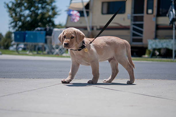 istock Yellow Labrador Retreiver Puppy 471826685