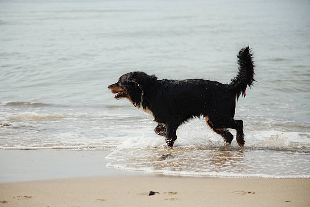 istock dog walks in water 471826859