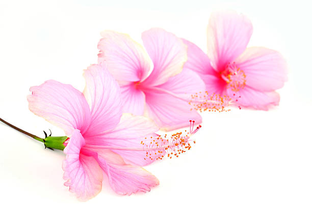 istock Beautiful Pink Hibiscus flowers on white background 471827215