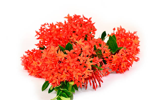 istock Bunch of Red Ixora ( Coccinea) flowers on white background 471827237