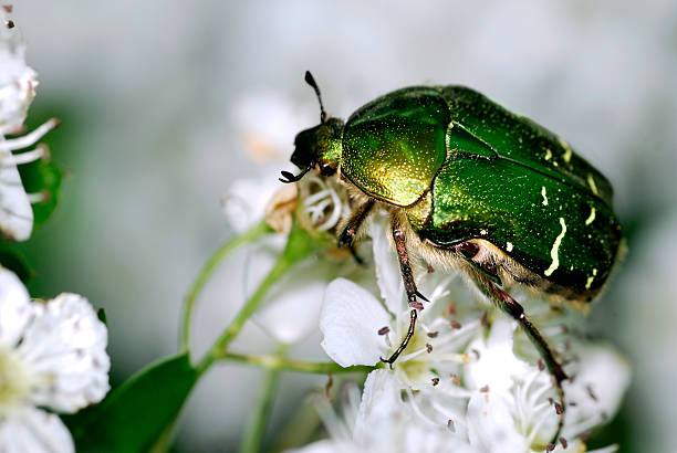 istock Cetonia beetle on white flower 471827429