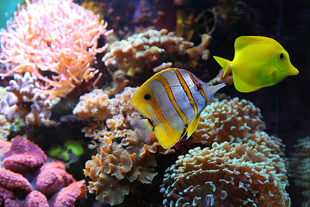 istock yellow fishes 471827689