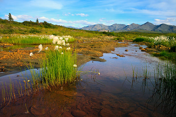 Alaska Cotton (Eriophorum angustifolium) growing in the high plains of Alaska. Location: Platt Creek, near Healy, Alaska. The northern slope of the Alaska Range is visible in the distance.