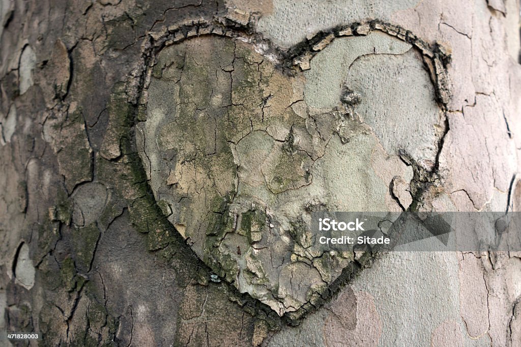 Símbolo do coração muito finos esculpidos em Árvore - Royalty-free Árvore Foto de stock