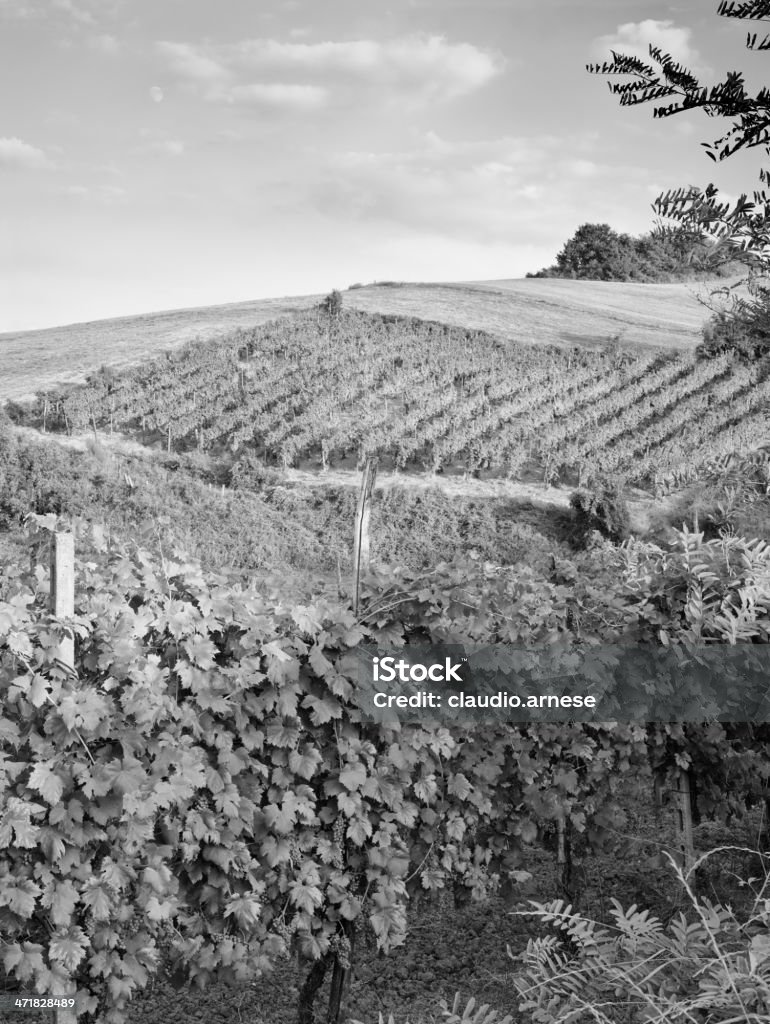 Vigneti.  Bianco e nero - Foto stock royalty-free di Azienda vinicola