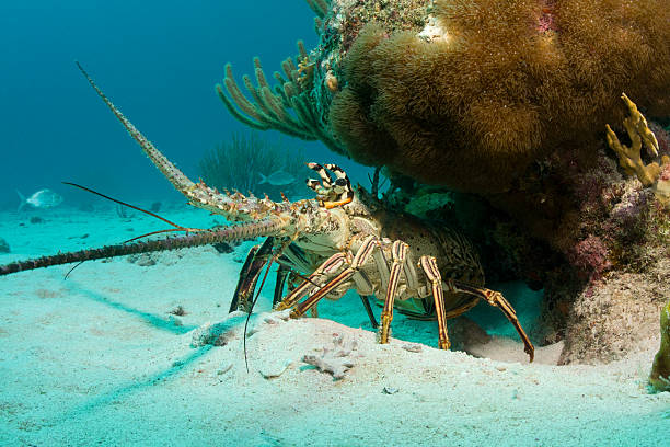 homard à épines - langouste photos et images de collection