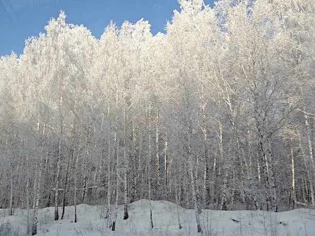 Winter, Russia, snow landscape, forest.