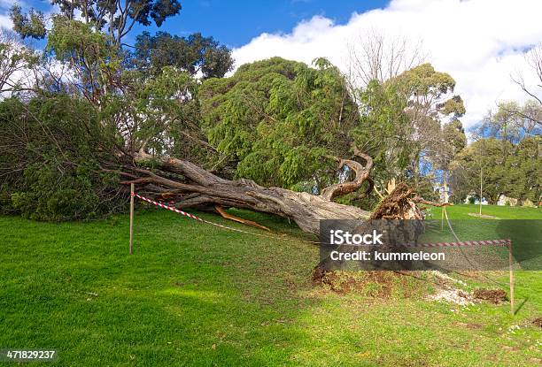 Photo libre de droit de Orageux Du Lundi banque d'images et plus d'images libres de droit de Accident et désastre - Accident et désastre, Arbre, Bois de construction