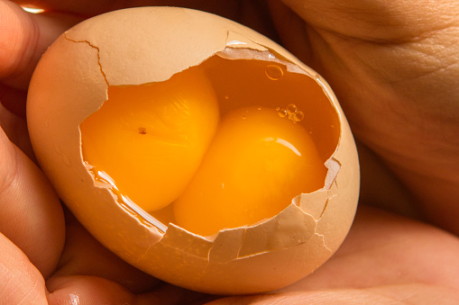 One eggshell holding twin egg yolks.