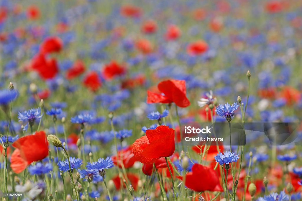 Campo com vermelho e azul Papaver Rhoeas - Royalty-free Agricultura Foto de stock