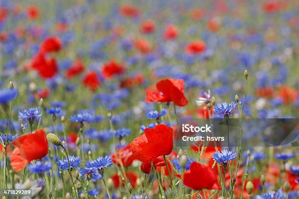 Campo Com Vermelho E Azul Papaver Rhoeas - Fotografias de stock e mais imagens de Agricultura - Agricultura, Ao Ar Livre, Azul