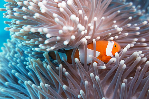 istock Clown Fish hiding in Anemone 471829344