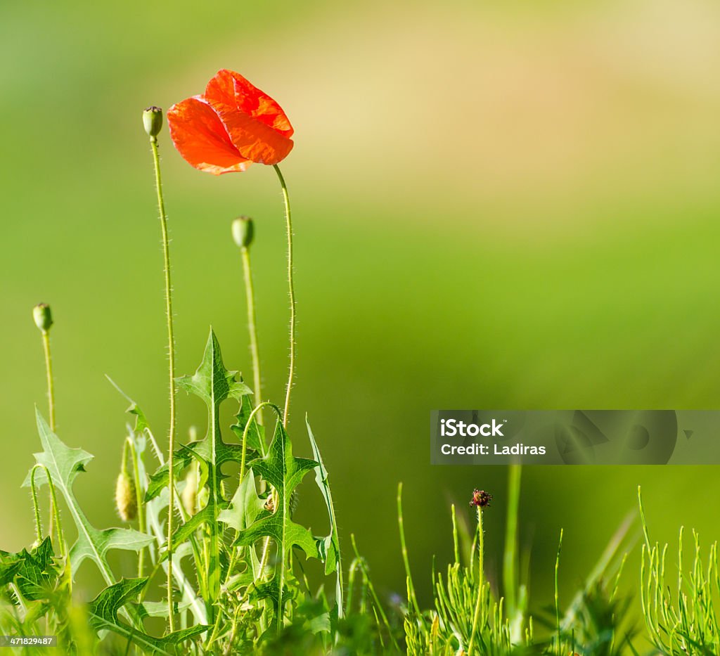 Rote Mohn - Lizenzfrei Blatt - Pflanzenbestandteile Stock-Foto