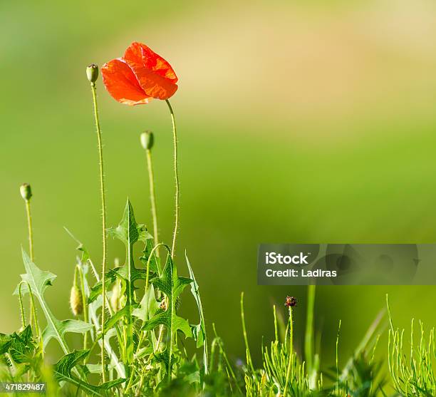 Rote Mohn Stockfoto und mehr Bilder von Blatt - Pflanzenbestandteile - Blatt - Pflanzenbestandteile, Blume, Einzelne Blume