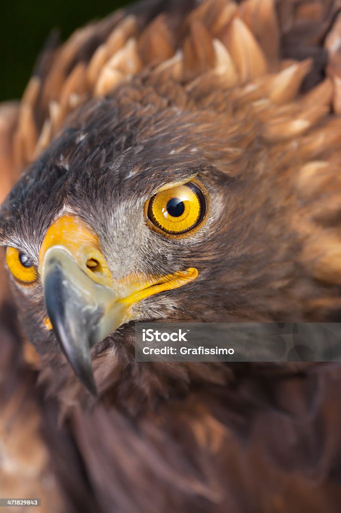 Primer plano de águila al mar - Foto de stock de Agresión libre de derechos