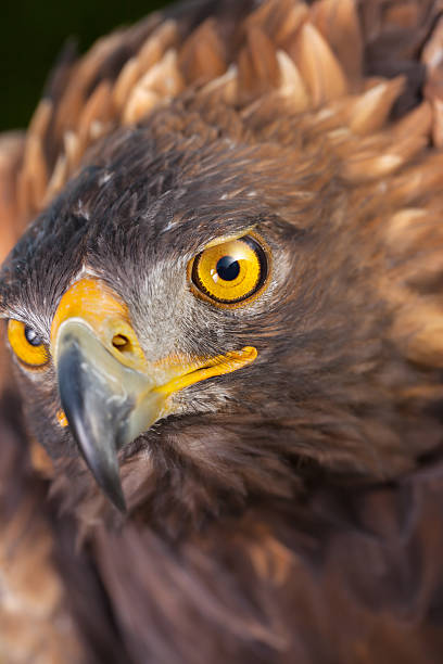 istock Close-up head of sea eagle 471829843