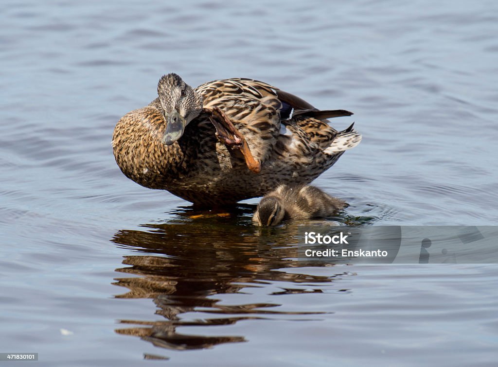 Germano reale e baby - Foto stock royalty-free di Acqua