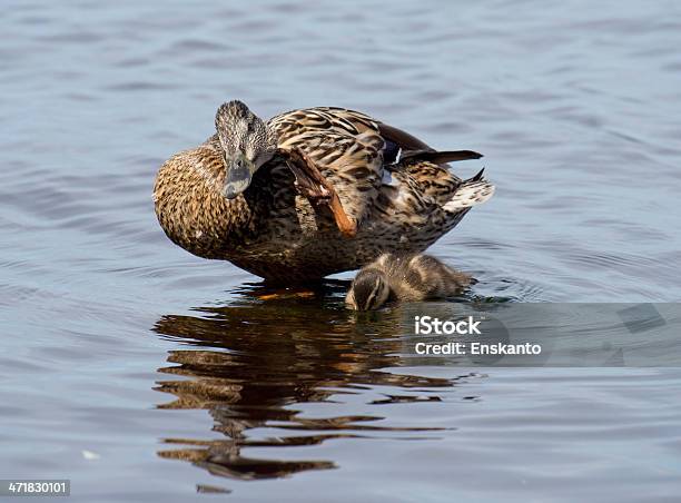 Patoreal E Bebé - Fotografias de stock e mais imagens de Alegria - Alegria, Amarelo, Animal