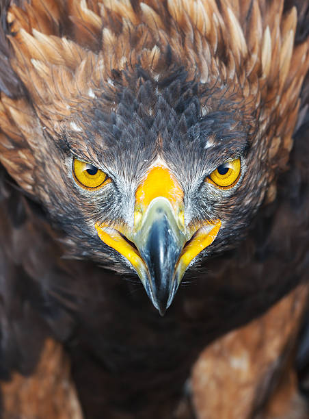 istock Close-up head of sea eagle on high alert 471830105