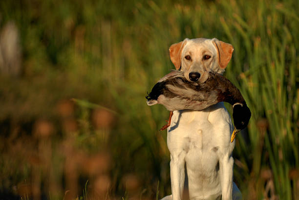 yellow labrador retriever jagd - flyway stock-fotos und bilder